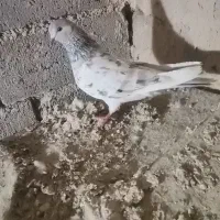 کبوتر سرور ماده