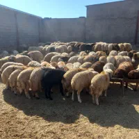 بره تمام پروار