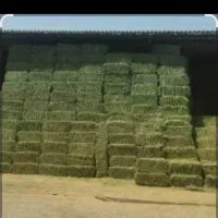 فروش محصولات کشاورزی جو یونجه