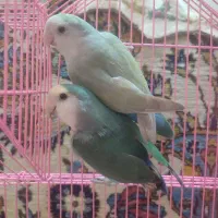 جفت مولد طوطی برزیلی به شرط تخم