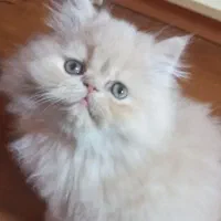 بچه گربه پرشین سوپر فلت عروسکی اصیل