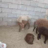 دو میش و بره با یع میش چاق کشتاری