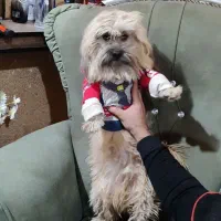 سگ پشمالو قهوه ای نژاد فی فی|سگ|بهبهان, |دیوار