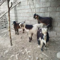 چهار عدد بیگ نر