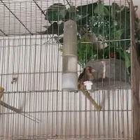 ماده سره تاتی بده جفت