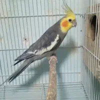 سی جفت عروس هلندی به همراه قفس پرون لانه ام دی اف|پرنده|شیراز, فخرآباد (دروازه کازرون)|دیوار