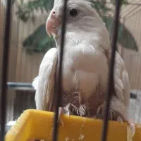 عروس هلندی نر بالغ