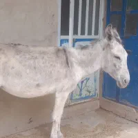 الاغ فروش|حیوانات مزرعه|لوداب, |دیوار