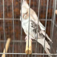 جفت عروس هلندی مولد با جوجه