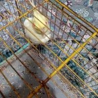 دو عدد عروس بفروش میرسد