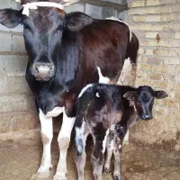 فروش گاو ( چوشک ) و گوساله ماده