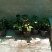 گل  عروس زیبا