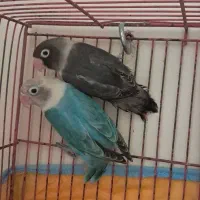 طوطی برزیلی|پرنده|رشت, آزادگان|دیوار