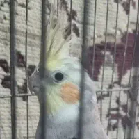 عروس هلندی|پرنده|شریفآباد, |دیوار