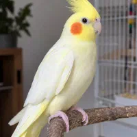 پرنده