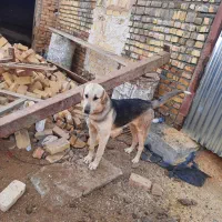 پژدر|سگ|ساروق, |دیوار