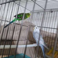 یک جفت مرغ عشق