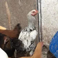 جوجه خروس|حیوانات مزرعه|سنگر, |دیوار