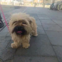 سگ شیتزو ماده|سگ|گلبهار, شهر جدید گلبهار|دیوار