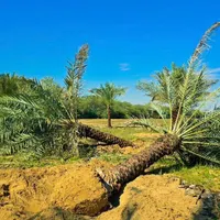 منبع نخل و بانک نخل کشور|خدمات باغبانی و درختکاری|ابریشم, |دیوار