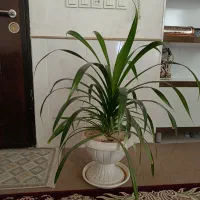 گل پاندانوس|گل و گیاه طبیعی|نیشابور, سرآب کوشک|دیوار