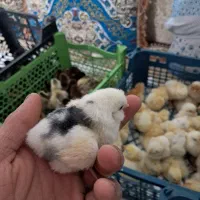 حیوان خانگی