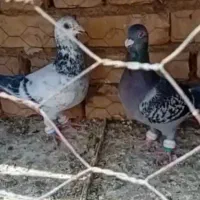 کبوتر دوتا نر|پرنده|بردسکن, |دیوار