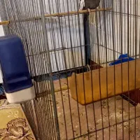 عروس هلندی سینامون نر|پرنده|هرسین, |دیوار