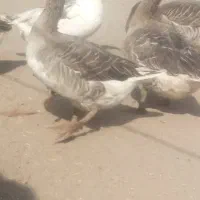 غاز|حیوانات مزرعه|نهبندان, |دیوار