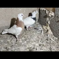 جفت طوقی کاکل معاوظه|پرنده|سراوان, |دیوار