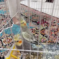 جفت عروس هلندی مفت