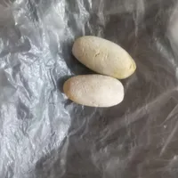 سنگ رودان