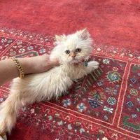 گربه پرشین کت