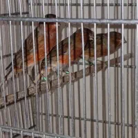 قناری سرخ سوخته اصیل