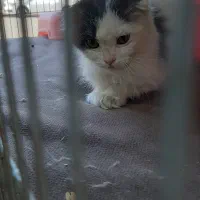 گربه اسکاتیش ۸۰ روزه نر