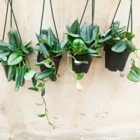 فلوریدا گوست وپتوس و اگلونما