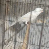 قناری نر|پرنده|باقرشهر, |دیوار