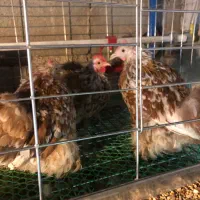 کوشین سبرایت بوف لاری