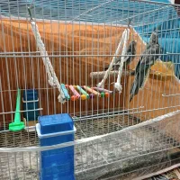 عروس هلندی|پرنده|مشهد, ادیب نیشابوری (شهرک غرب)|دیوار