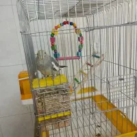 عروس هلندی