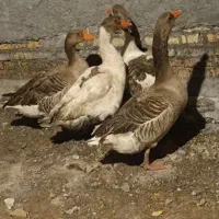 غاز|حیوانات مزرعه|شادگان, |دیوار