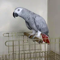 کاسکو ۲ ساله فول دستی قران خوان نماز خان درشت|پرنده|تهران, هفت چنار|دیوار