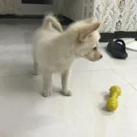 سگ پامرانین روباهی توله دوماهه