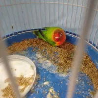 کوتوله برزیلی نر ۱۷۰۰