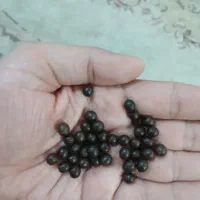 312 عدد دانه یسر اعلا