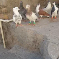 ۶عدد حیوان خوب کفتر شهرستان پرشی