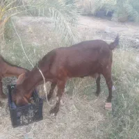 بترین بز دنیا|حیوانات مزرعه|پشتکوه (سیستان و بلوچستان), |دیوار