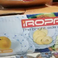 سرویس بشقاب|ظروف سرو و پذیرایی|بم, |دیوار