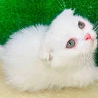 نژاد های اصیل و لوکس در m.k pet|گربه|تبریز, |دیوار