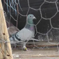 دوماده پلاکی خالص اصل پرینت دار|پرنده|دزفول, |دیوار